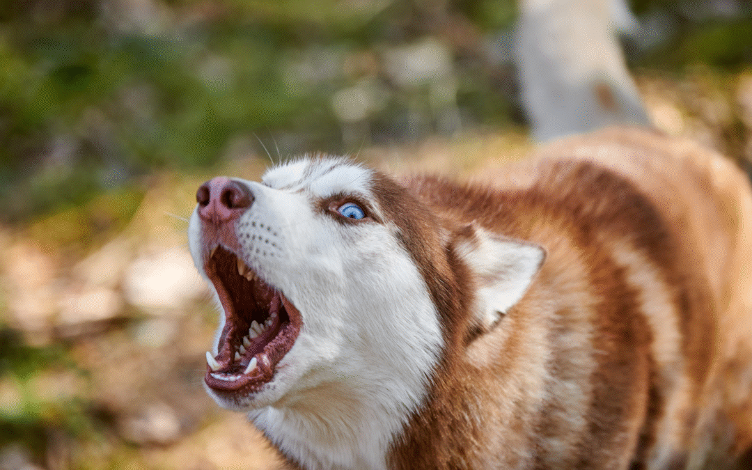 Steps to Take After a Dog Bite or Animal Attack